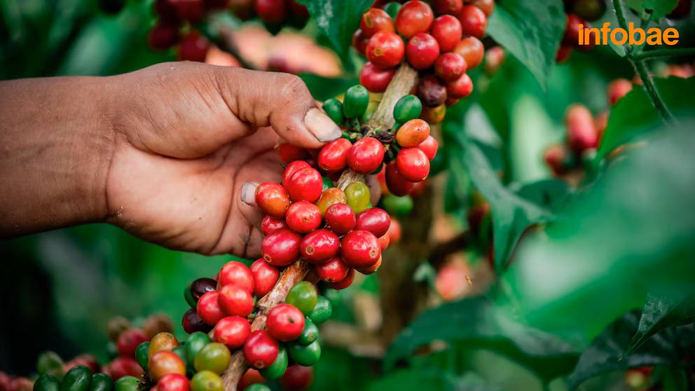 Coffee Prices Rise as Dollar Weakens