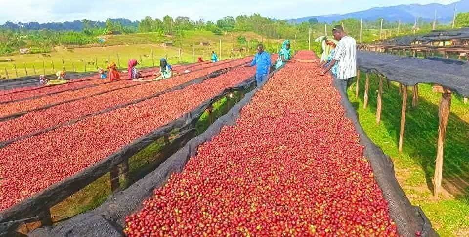 Top Coffee-Producing Countries in 2025