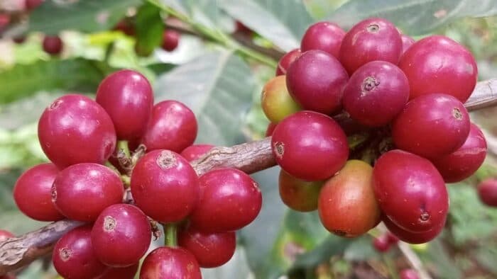 Coffee Prices Mixed as Brazil Rainfall Lags and Vietnam Exports Surge
