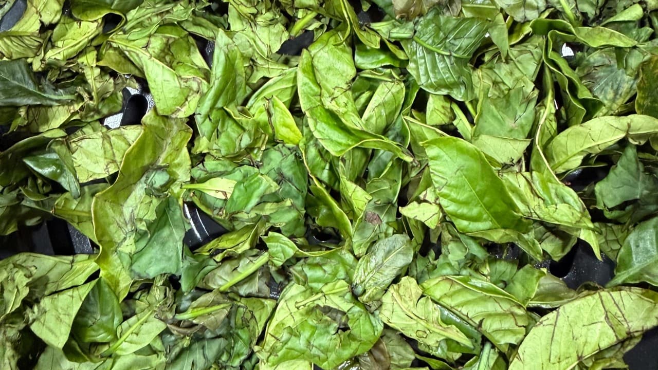 The Coffee Leaf’s Second Life