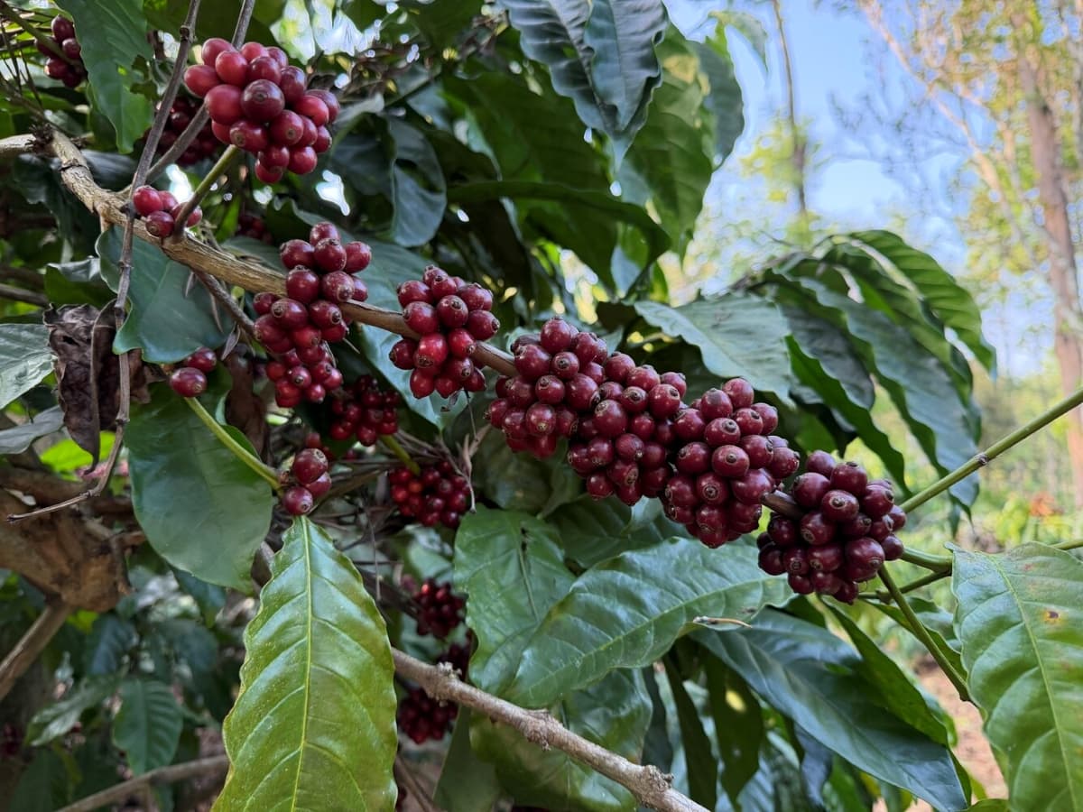 India’s Quiet Coffee Superpower