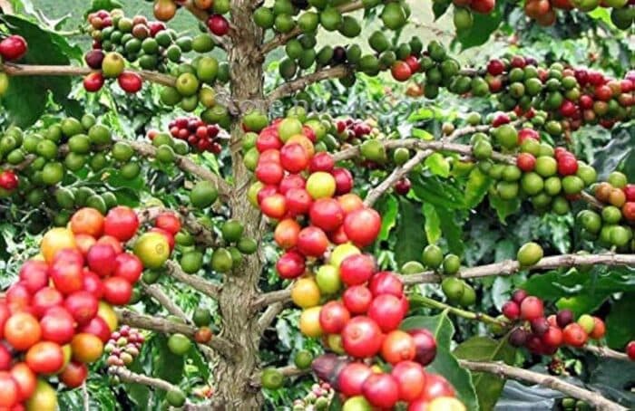 Robusta Defies Global Downturn, Trading Against the Tide