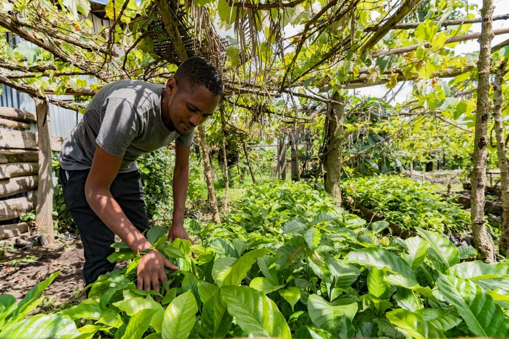 Robusta: A Climate-Resilient Future