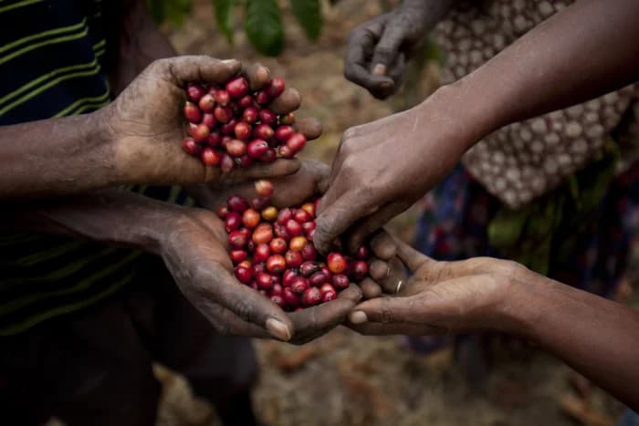 Uganda’s Ambition Shakes Coffee Markets: A Historic Leap Toward 20 Million Bags