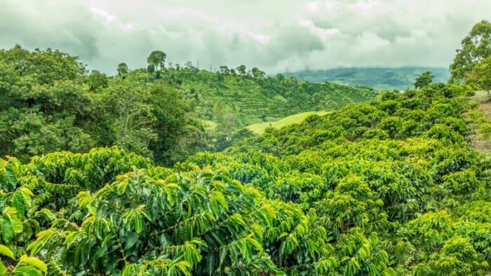 Brazil Rains Topple Global Coffee Prices: January 2026 Report Analysis