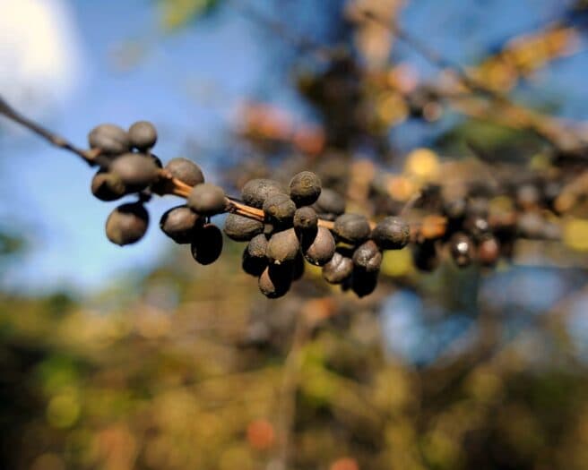 Климатический кризис угрожает мировому производству кофе