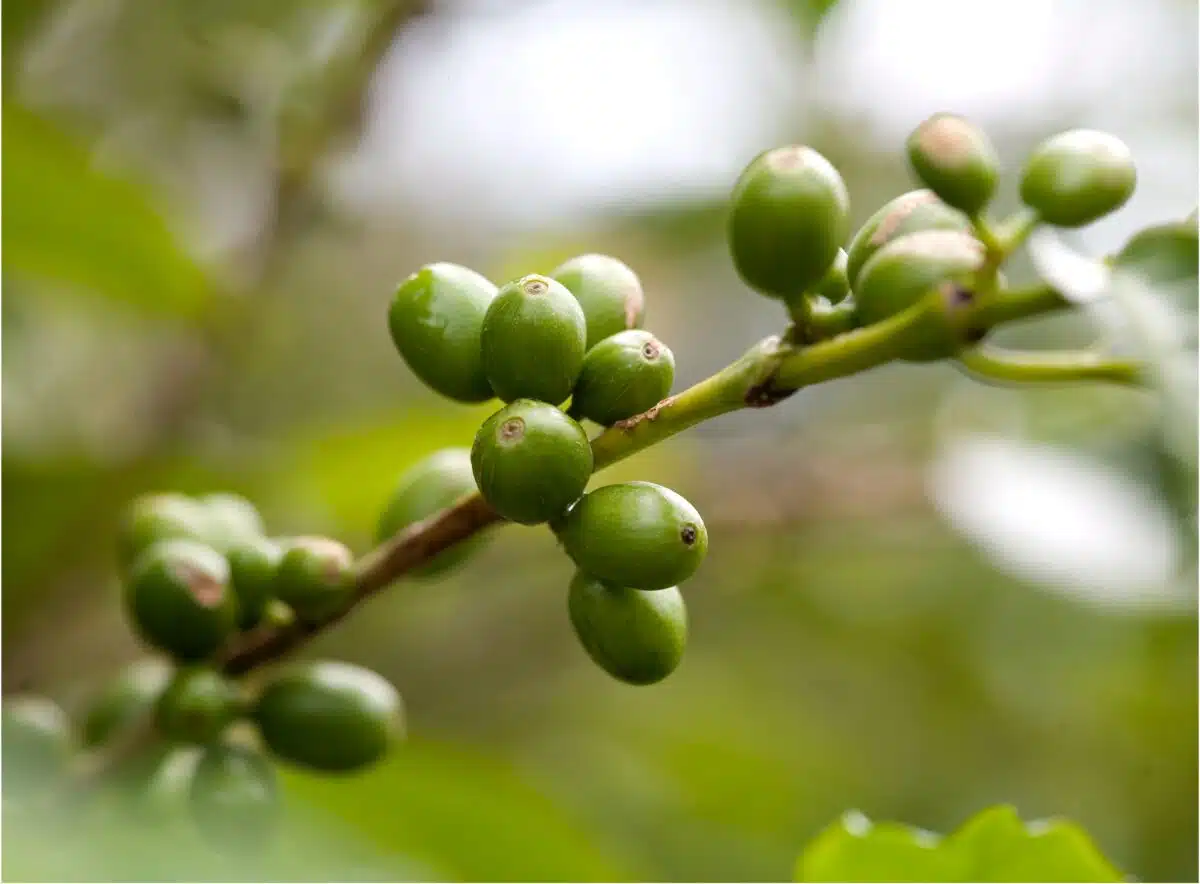 EFICO GROUP: A Century of Responsible Coffee – 2025 Report