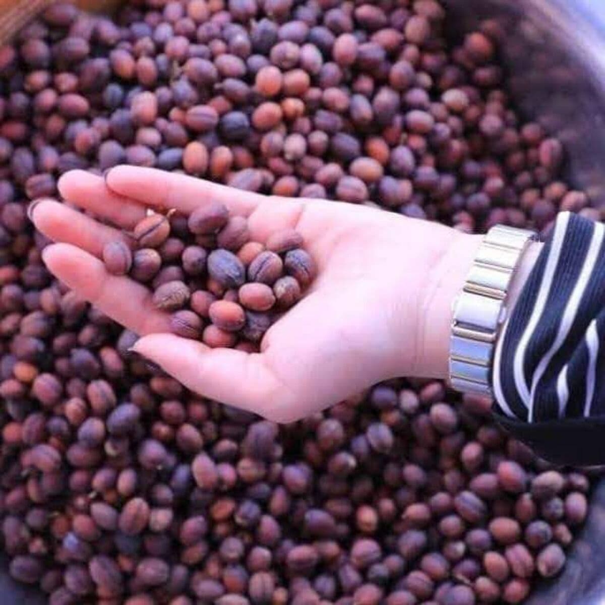 Coffee Markets Rise Amid Middle East Shipping Disruptions