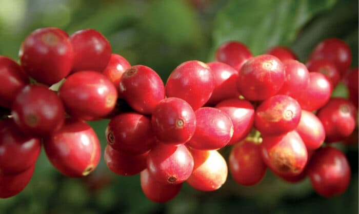 Сектор спешелти-кофе Бразилии набирает мировой импульс