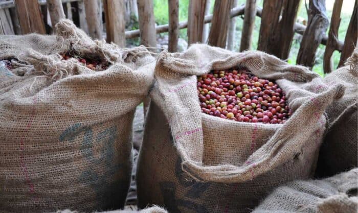 قطاع القهوة المختصة في البرازيل يكتسب زخماً عالمياً