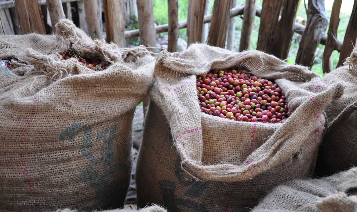 قطاع القهوة المختصة في البرازيل يكتسب زخماً عالمياً