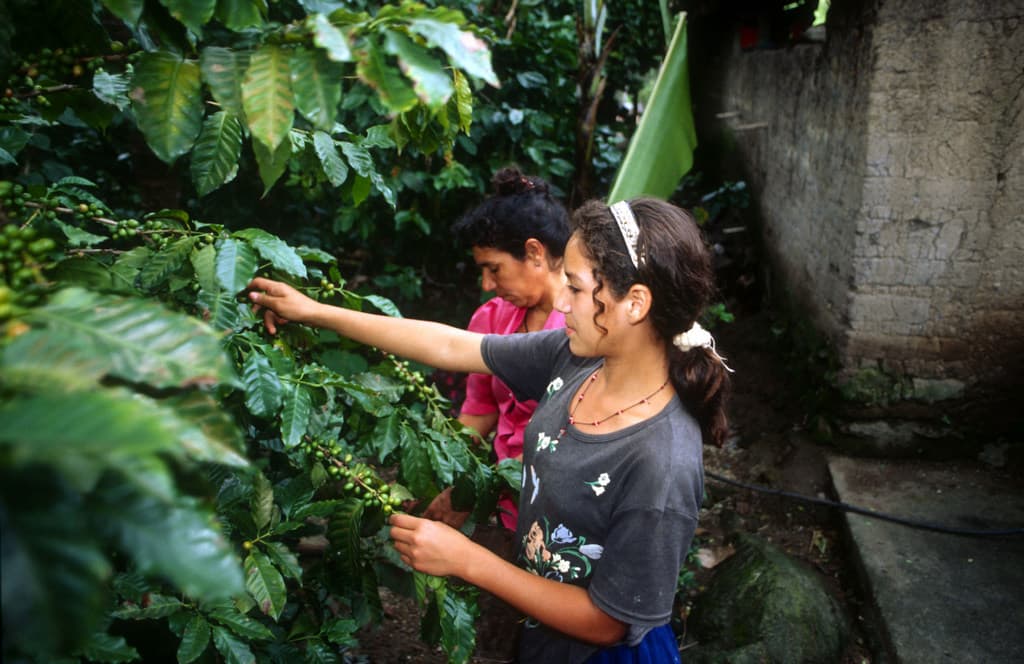 FAO Welcomes UN Resolution Establishing International Coffee Day on October 1