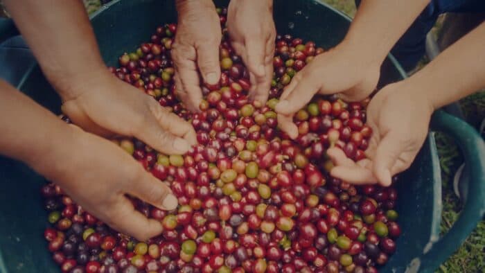 ФАО приветствует резолюцию ООН о введении Международного дня кофе 1 октября