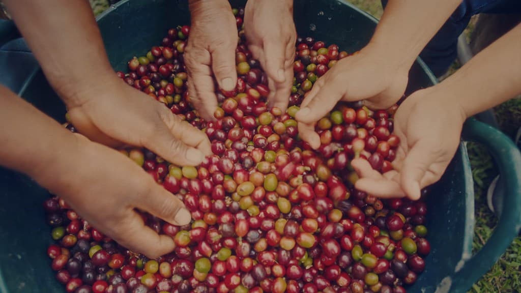 ФАО приветствует резолюцию ООН о введении Международного дня кофе 1 октября