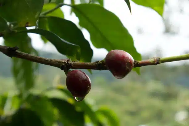 Арабика падает, робуста растет на рынке кофе