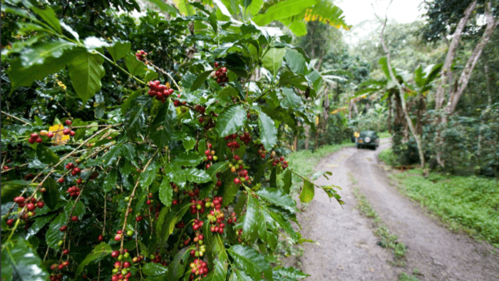 Record Brazil Crop Expectations Weigh on Coffee Prices Despite Supply Tightness