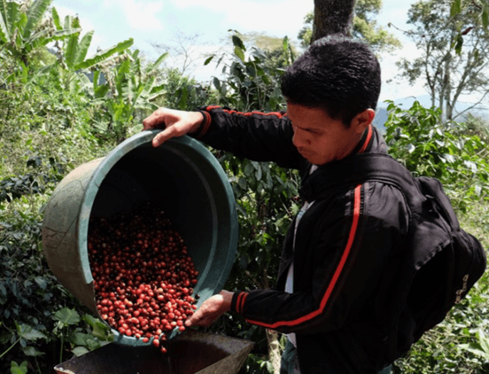Indonesia coffee output falls for second year as heavy rain disrupts harvest