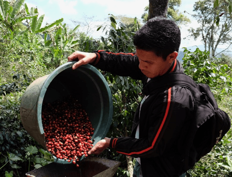 Indonesia coffee output falls for second year as heavy rain disrupts harvest