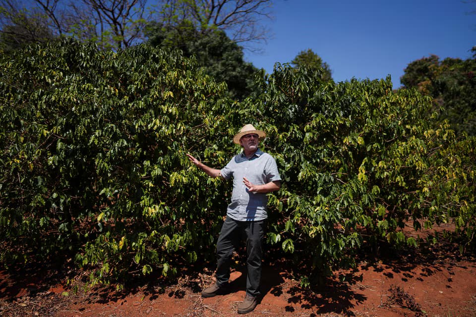 Brazil Breeds New Coffee to Face Climate Threat
