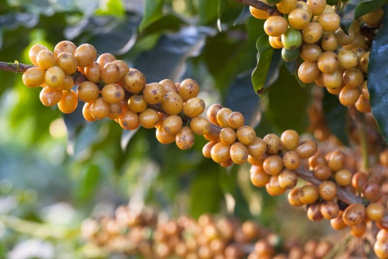 ICC 2026 Trieste to Focus on Climate, Consumers and Coffee Circularity