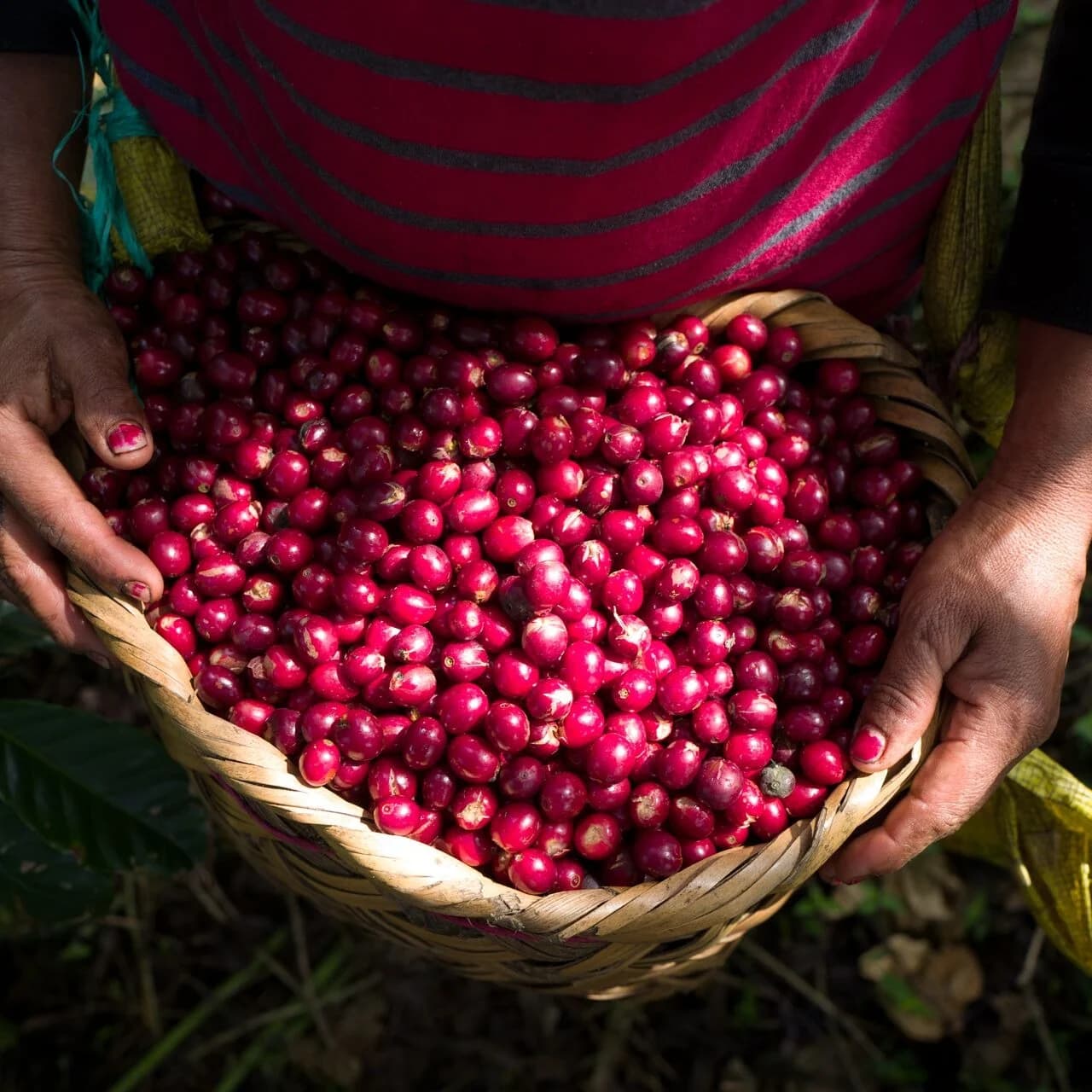 Coffee Market Weekly: Arabica Futures Fall as Macro Volatility and Origin Risks Intensify