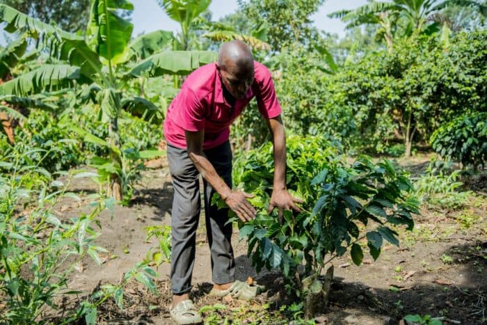 Навигация по сезону арабики Уганды 2026