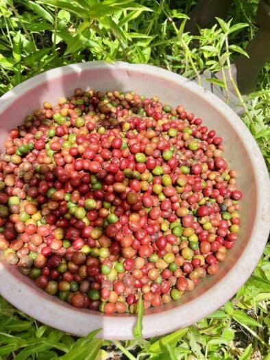 Brazilian Real Boosts Arabica Coffee Prices