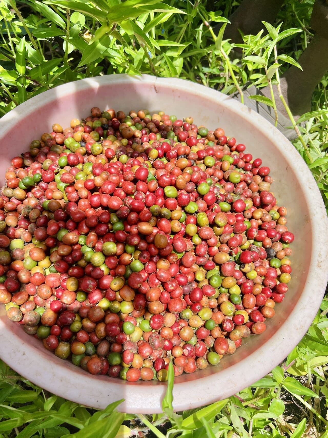 Бразильский реал поддерживает цены на арабику
