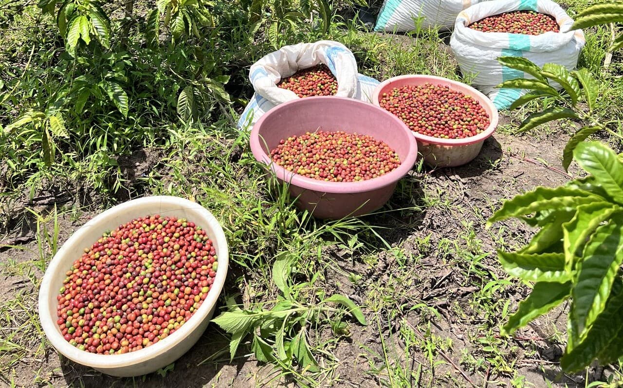 Coffee Prices Fall as Supply Outlook Improves