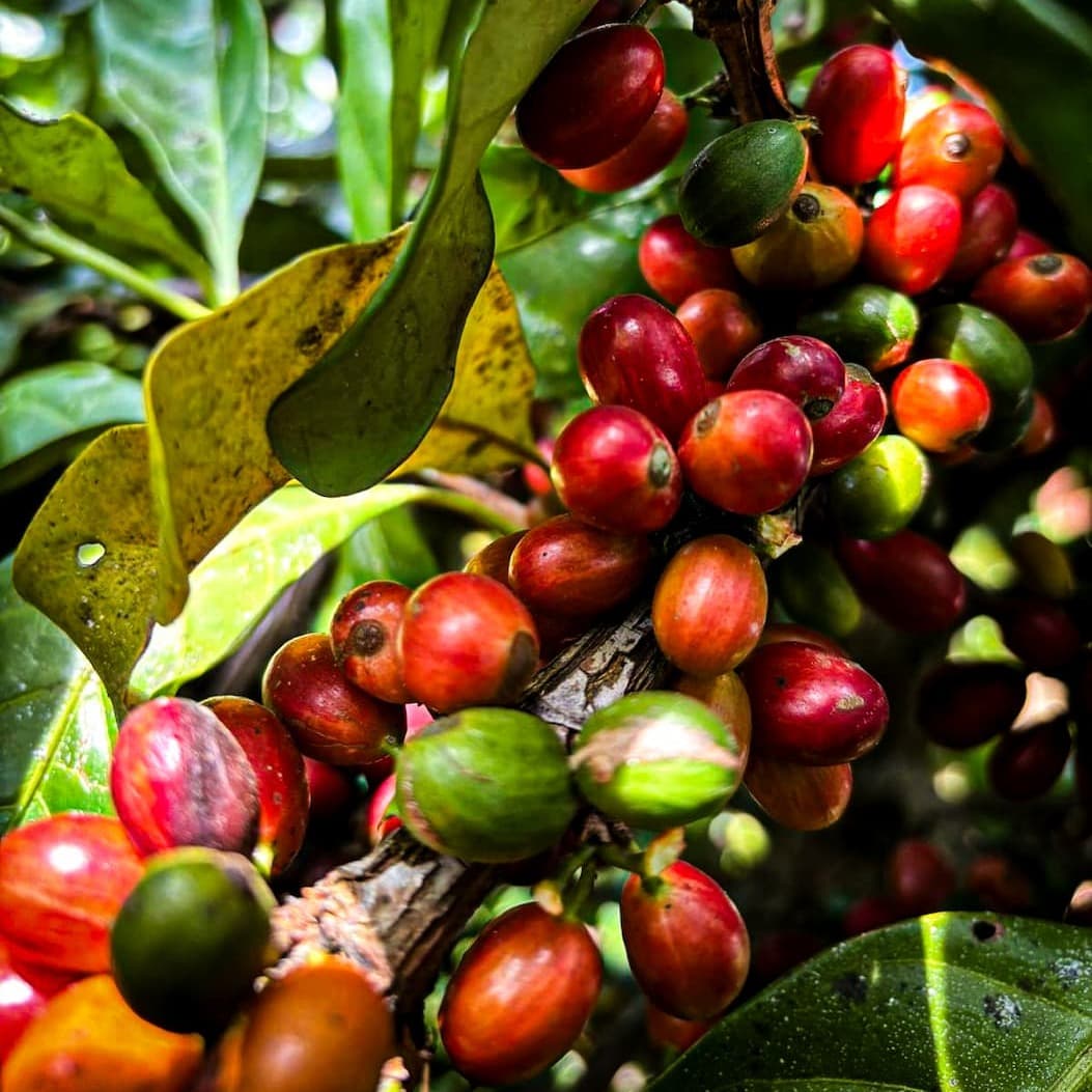 Global Coffee Prices Fall as Brazil Crop Outlook Signals Oversupply