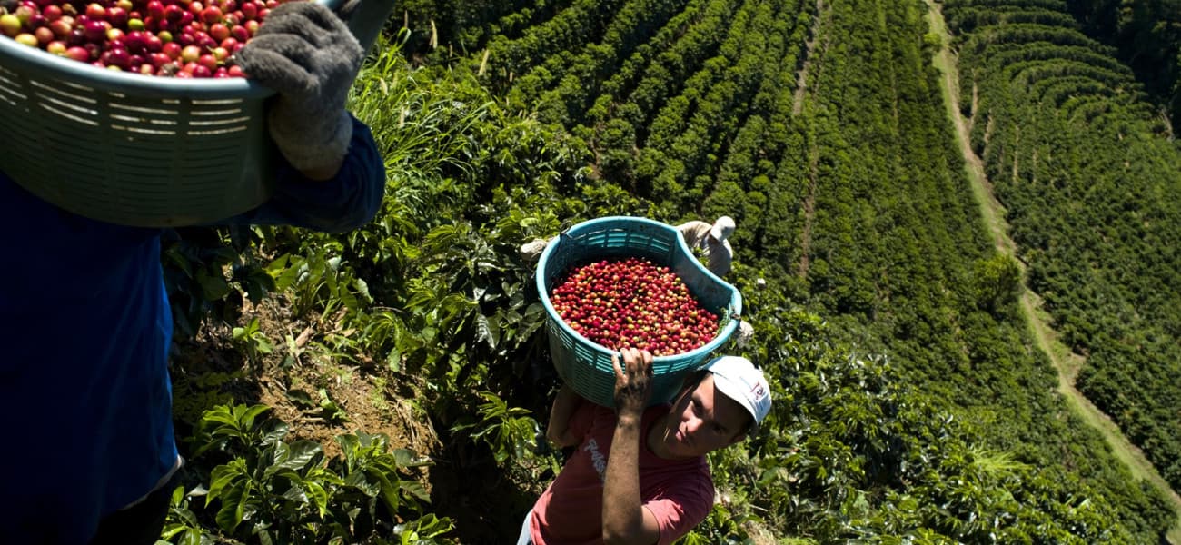 Global Coffee Leaders Launch First-Ever Deforestation Mapping Initiative