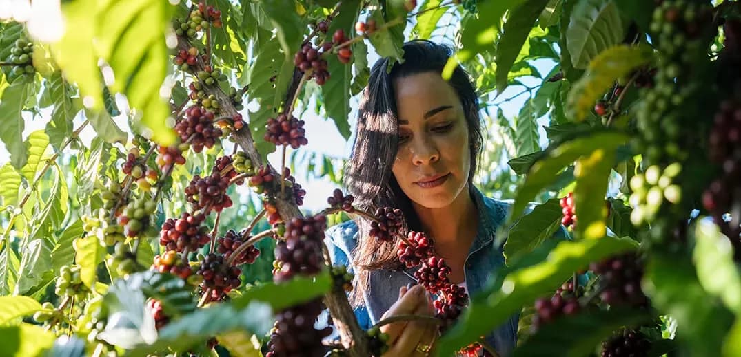 Nestlé, ILO launch two-year coffee labour rights project