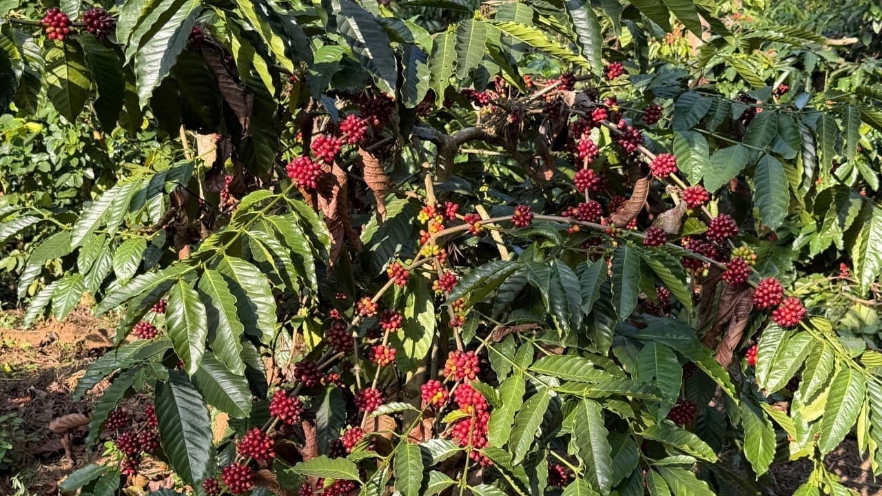 Indian Coffee in April: 4 Key Shifts Shaping the Global Market