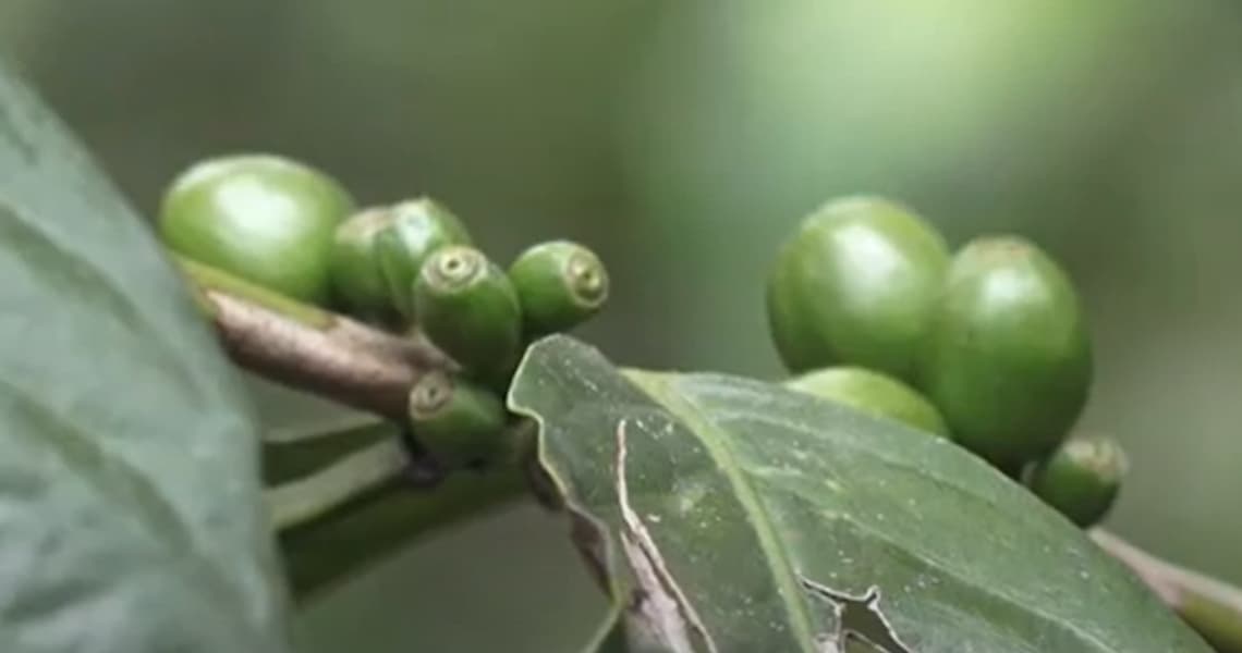 Nuclear Science Secures the Future of Coffee
