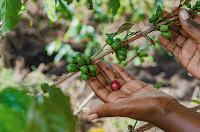 ЮНИДО инвестирует в развитие семенных систем кофе в Уганде