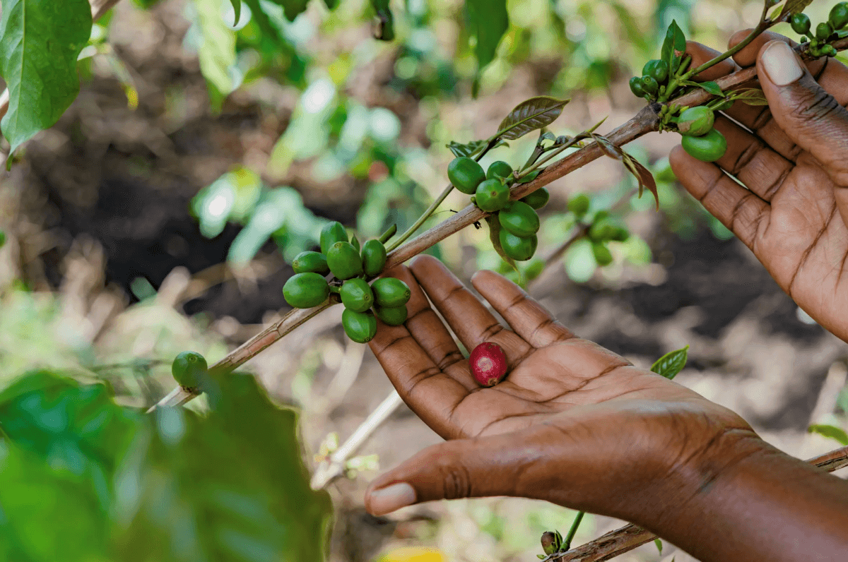 NIDO and Global Coffee Leaders Launch €850,000 Initiative to Strengthen Uganda’s Coffee Sector