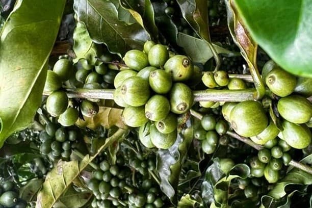 Arabica Coffee Prices Drop on Outlook for Large Brazilian Harvest