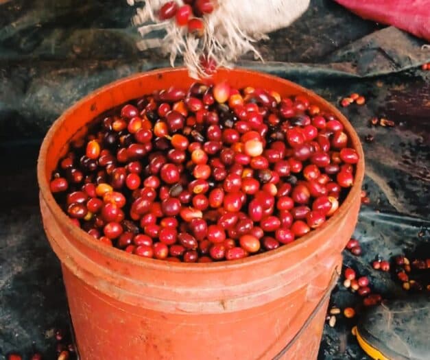 Nicaraguan Coffee Output Falls 8% in 2026