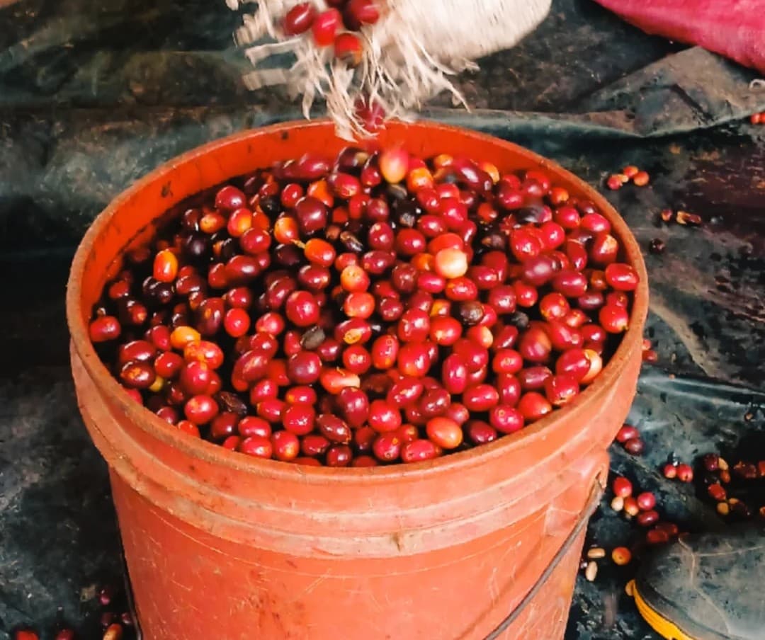 Nicaraguan Coffee Output Falls 8% in 2026