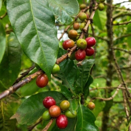 Coffee Sweetness: 8 Hypotheses on the Sugarless Paradox
