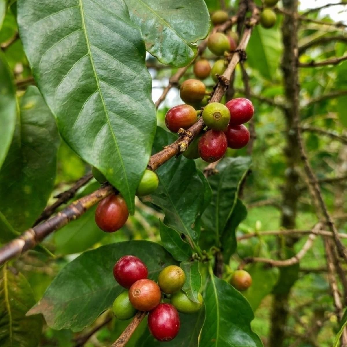 Coffee Sweetness: 8 Hypotheses on the Sugarless Paradox