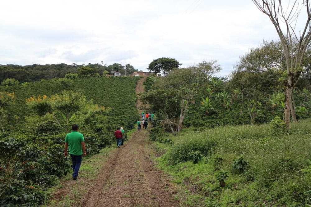 Colombia Mitaca Harvest: Quality Up, Volume Slightly Down