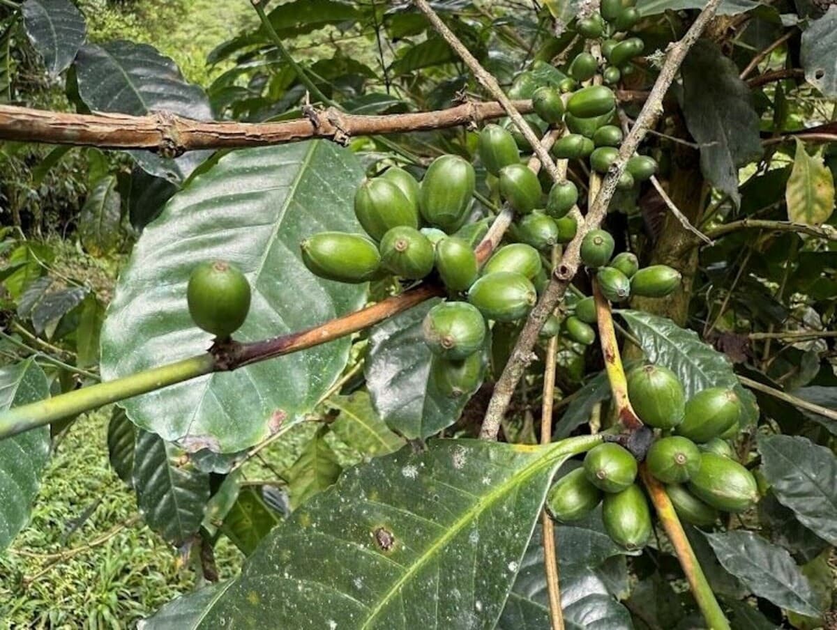 Panama’s coffee terroir is no longer just a story. It’s becoming science