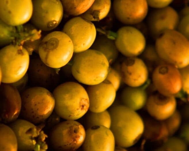 Coffee Prices Decline as Expectations of Ample Brazilian Crop Weigh on Market