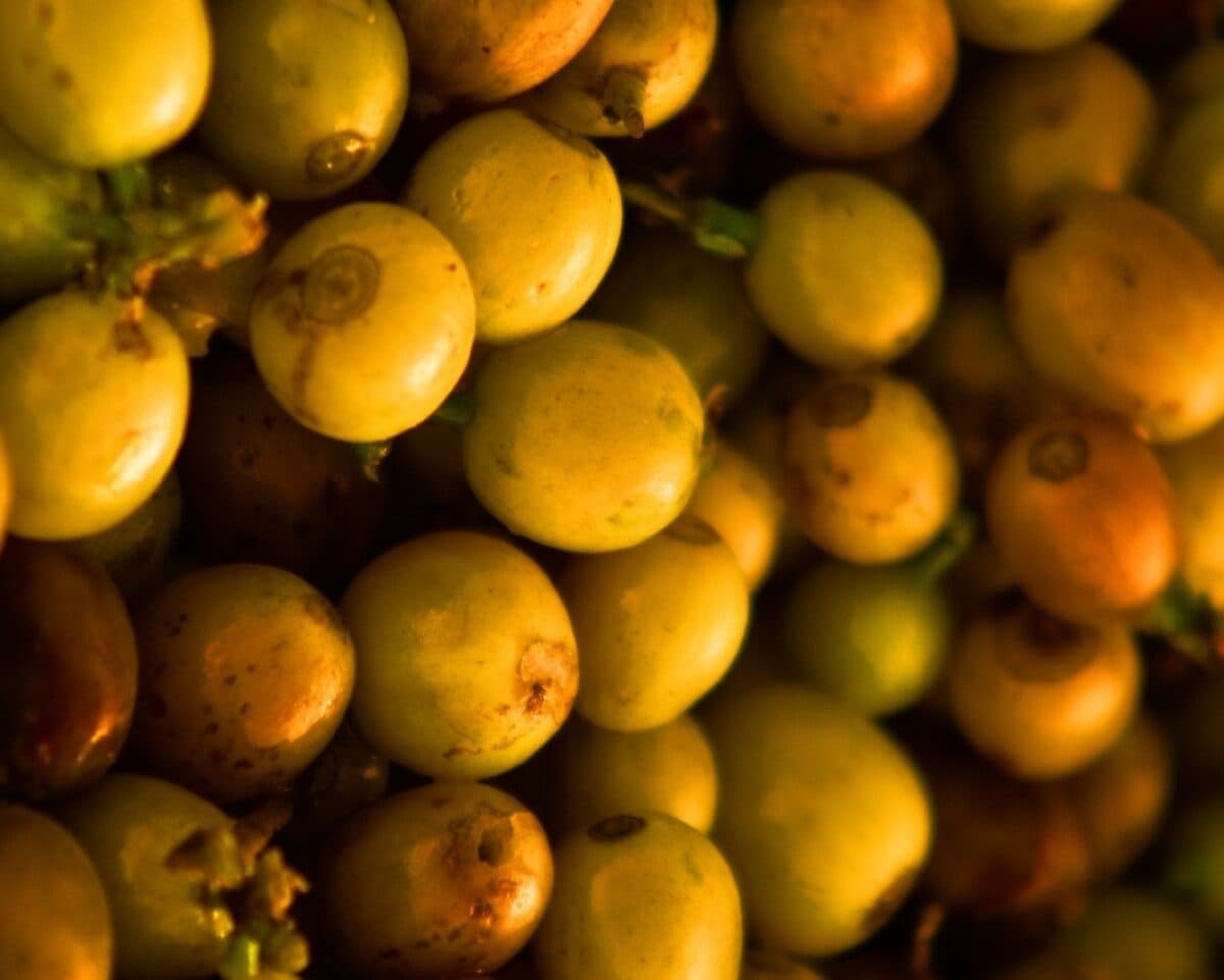 Coffee Prices Decline as Expectations of Ample Brazilian Crop Weigh on Market