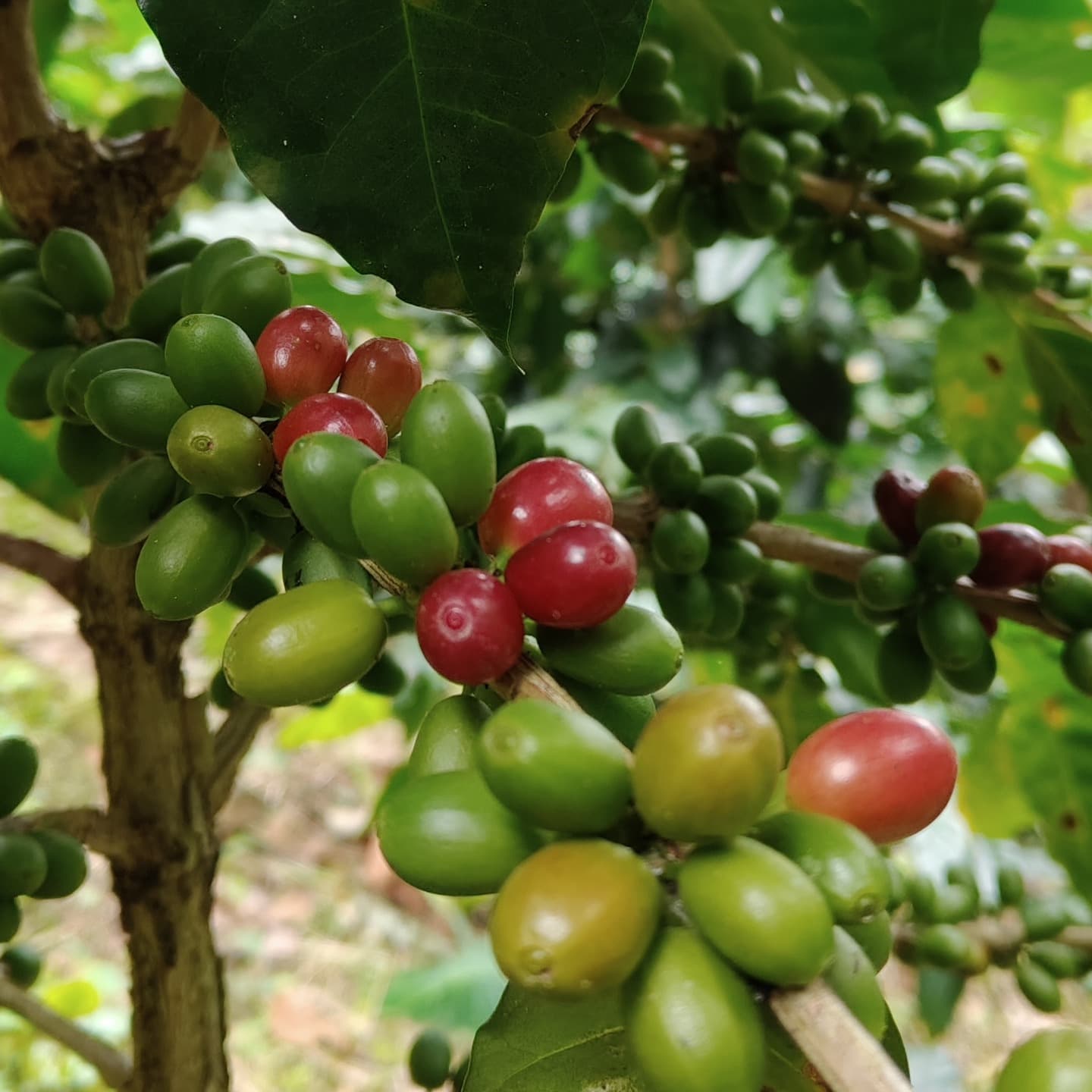 Mexico Coffee Production Forecast to Reach 4.1 Million Bags in 2026/2027