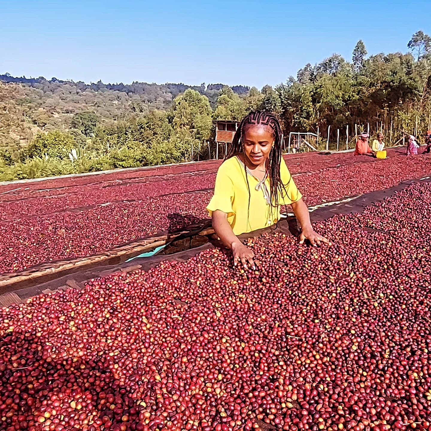 Ethiopian Coffee Output Rises 4.7% in 2026