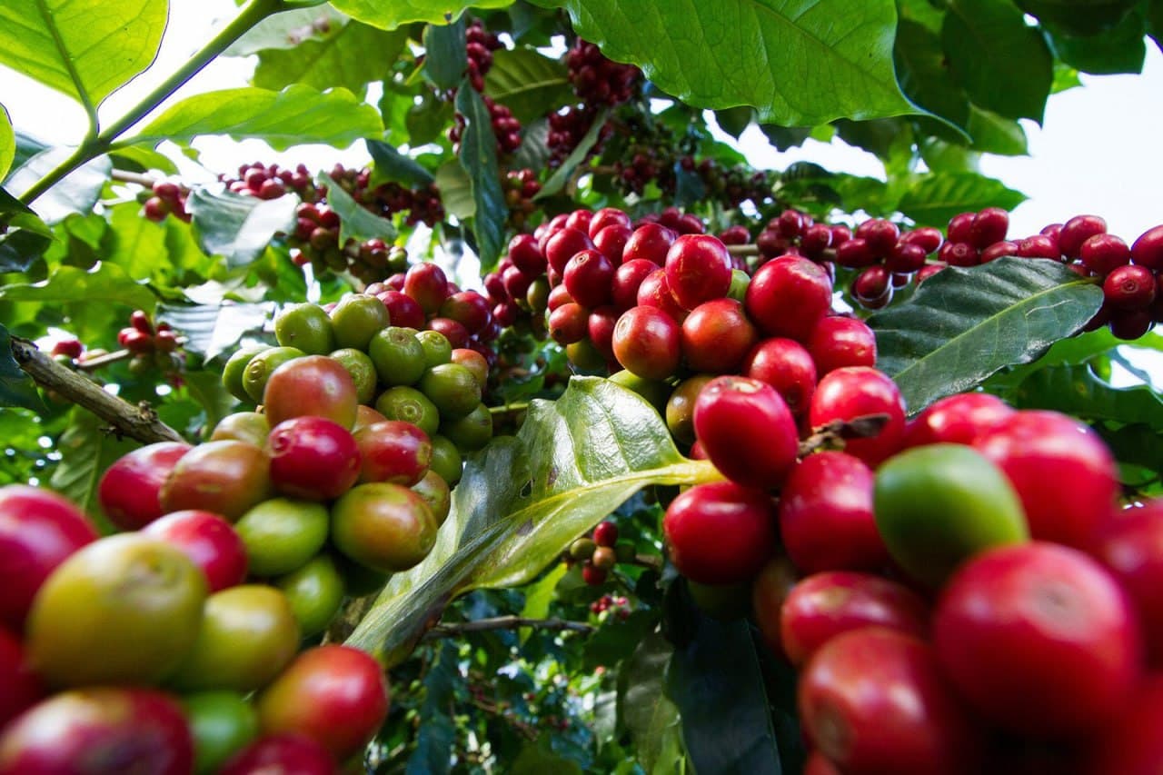 China Opens Market to African Coffee from July 20, 2026