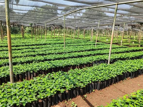 Tepi Agricultural Research Center Distributes Improved Coffee and Spice Seedlings to Farmers