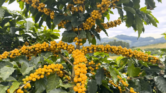 Brazil Coffee Output to Reach Record 71.9M Bags
